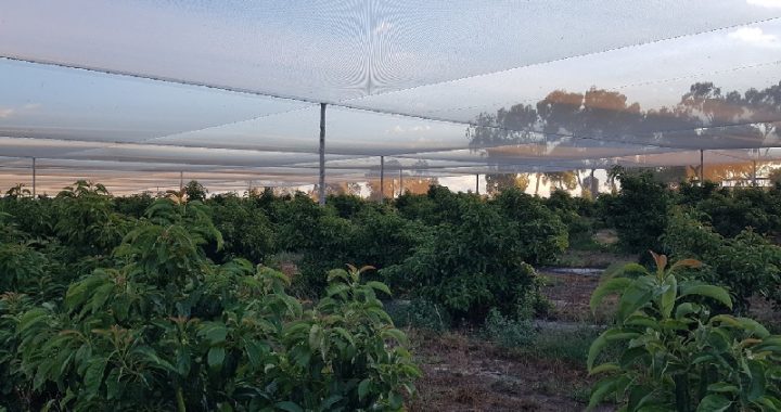 Netting Review 2022 - 2 year old trees looking good